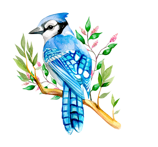 Blue Jay Bird Art